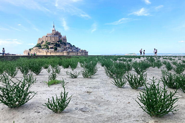 Baie du Mont Saint-Michel avec Sacha Traversées