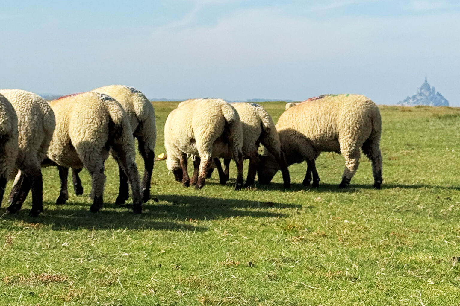 Baie du Mont Saint-Michel avec Sacha Traversées