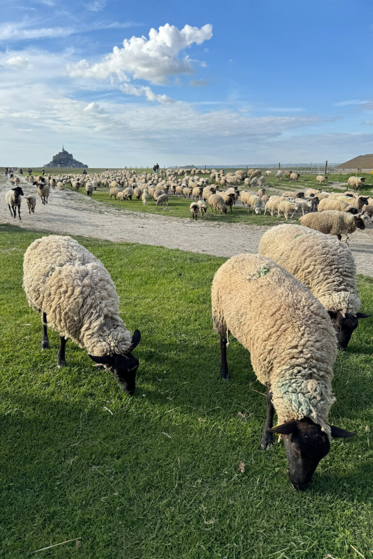 Transhumance des moutons dans la baie du Mont Saint-Michel avec Sacha Traversées