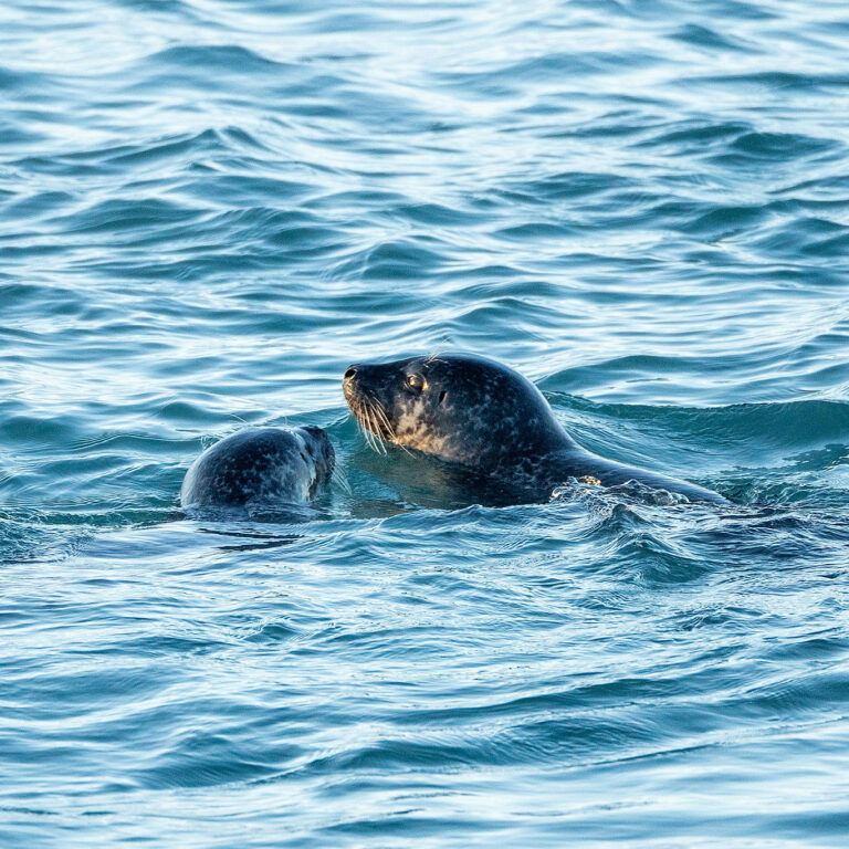 Sortie personnalisée phoques avec Sacha Traversées