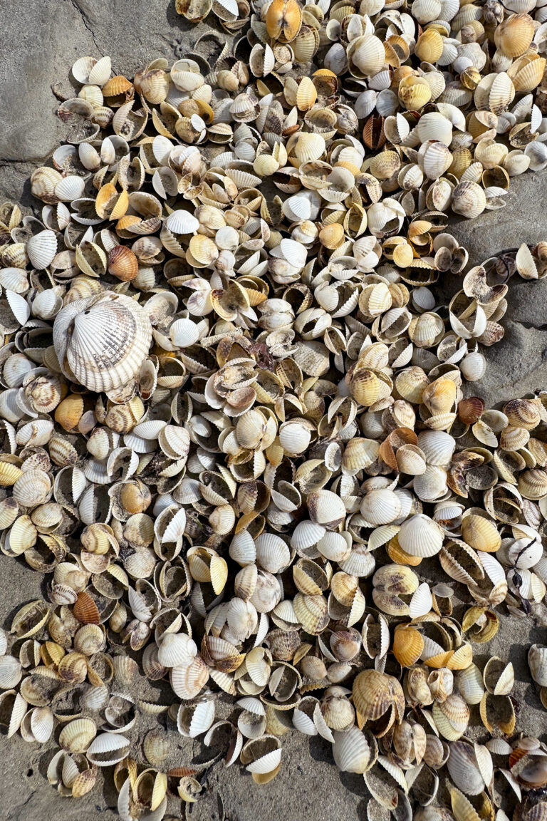 Traversée de la baie grandeur nature aller/retour avec Sacha Traversées